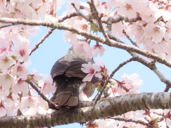 2021年4月1日(木) 田貫湖の野鳥観察記録