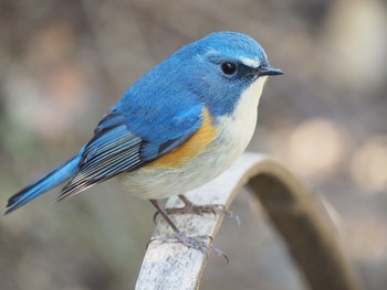 Red-flanked Bluetail Meiji Jingu(Meiji Shrine) Tue, 2/14/2017