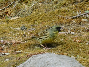 Fri, 4/2/2021 Birding report at 長岡公園(宇都宮市)