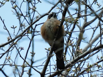 Eurasian Jay 長岡公園(宇都宮市) Fri, 4/2/2021