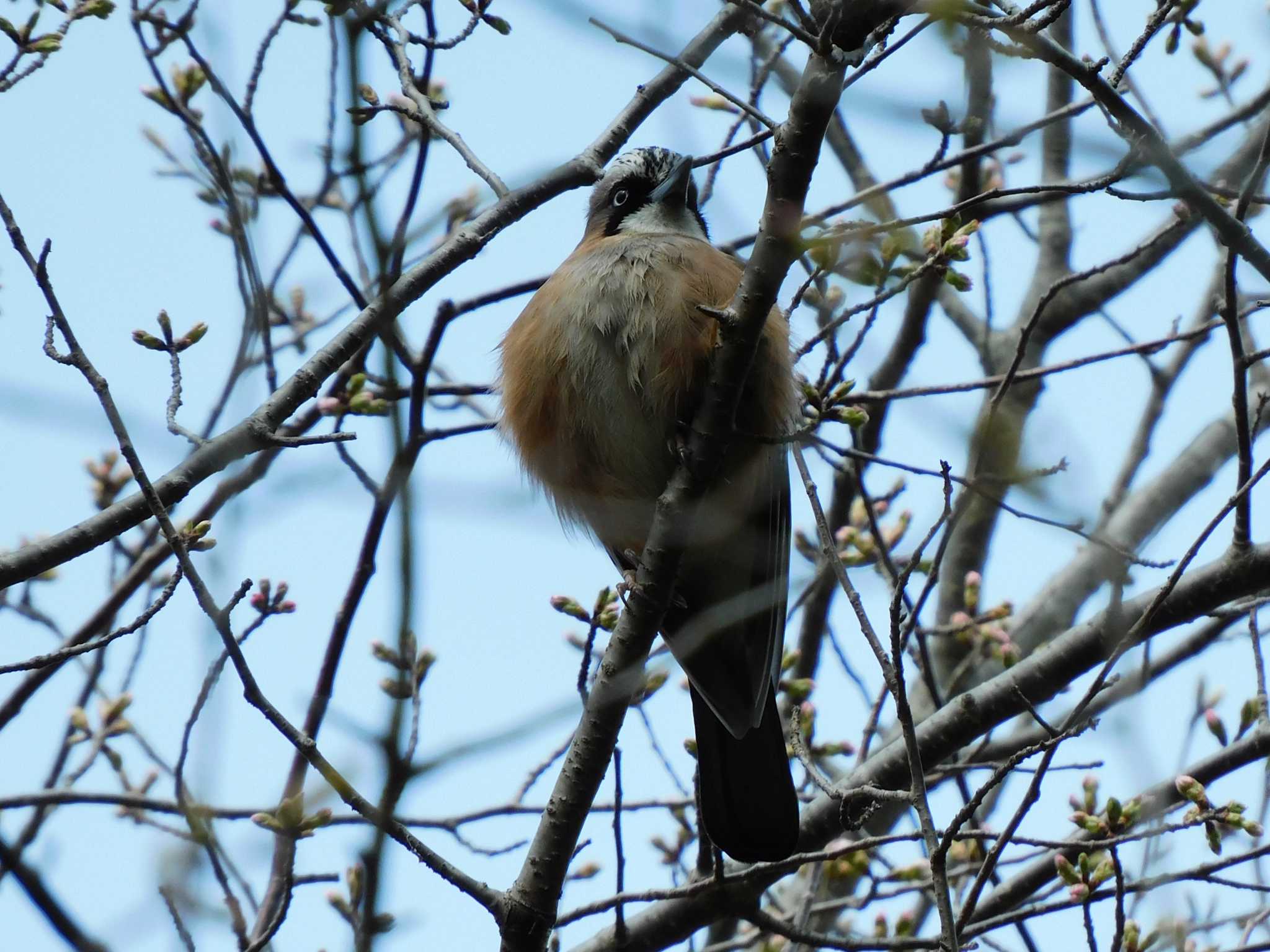 Eurasian Jay