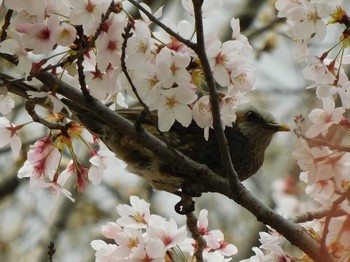 ヒヨドリ 長岡公園(宇都宮市) 2021年4月2日(金)