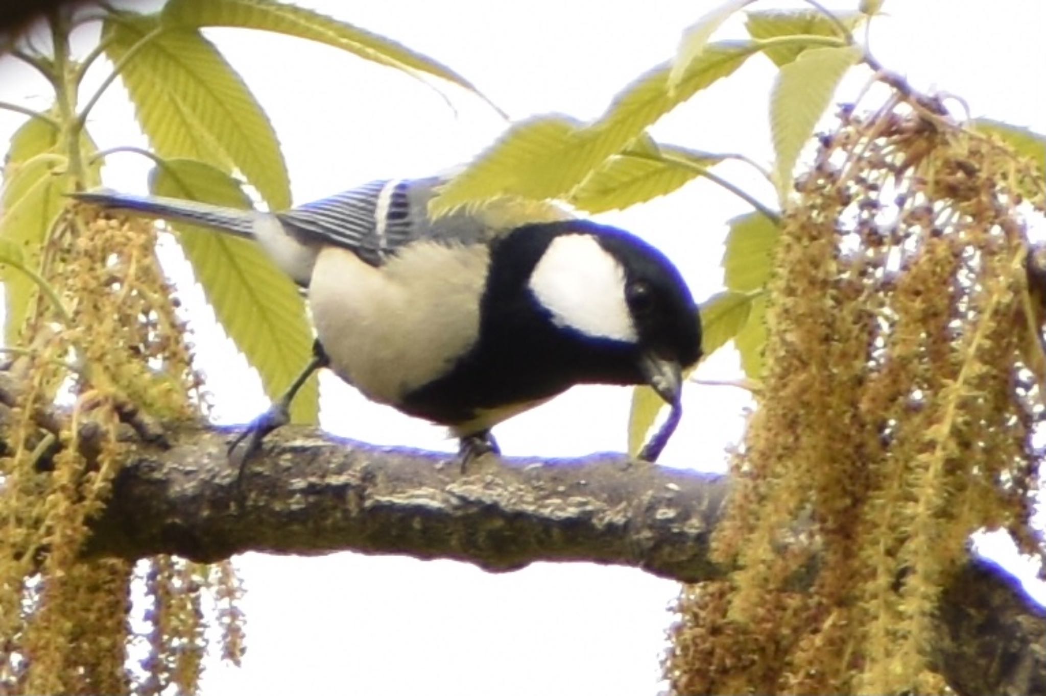 シジュウカラ