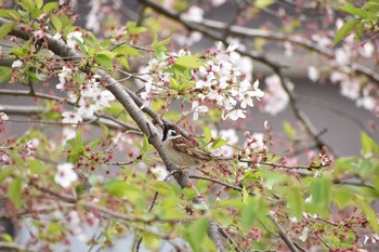 2021年4月2日(金) 芝川第一調節池(芝川貯水池)の野鳥観察記録