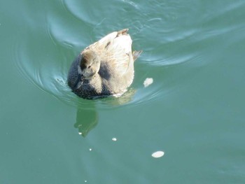 オカヨシガモ 岡山市旭川 2017年2月15日(水)