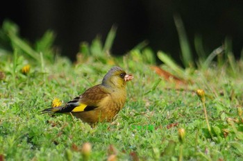 カワラヒワ 馬見丘陵公園 2021年3月26日(金)