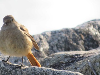 Daurian Redstart 岡山市旭川 Wed, 2/15/2017