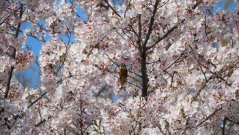 カワラヒワ 小山運動公園 2021年3月31日(水)