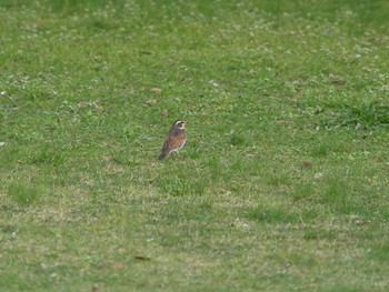 Dusky Thrush Unknown Spots Wed, 3/31/2021