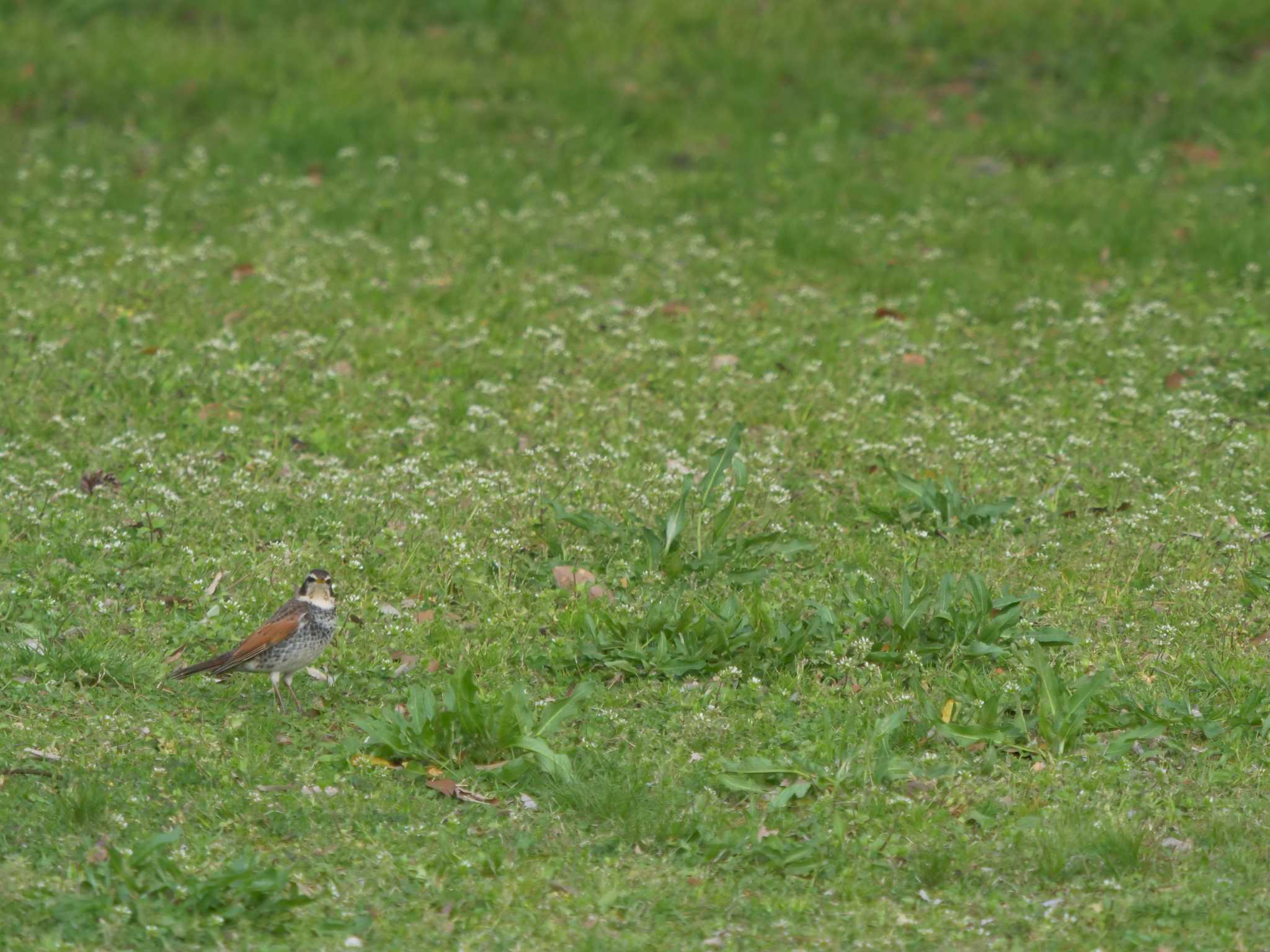 Photo of Dusky Thrush at Matsue Castle by ひらも