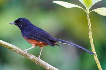 White-rumped Shama Sungei Buloh Wetland Reserve Fri, 4/2/2021