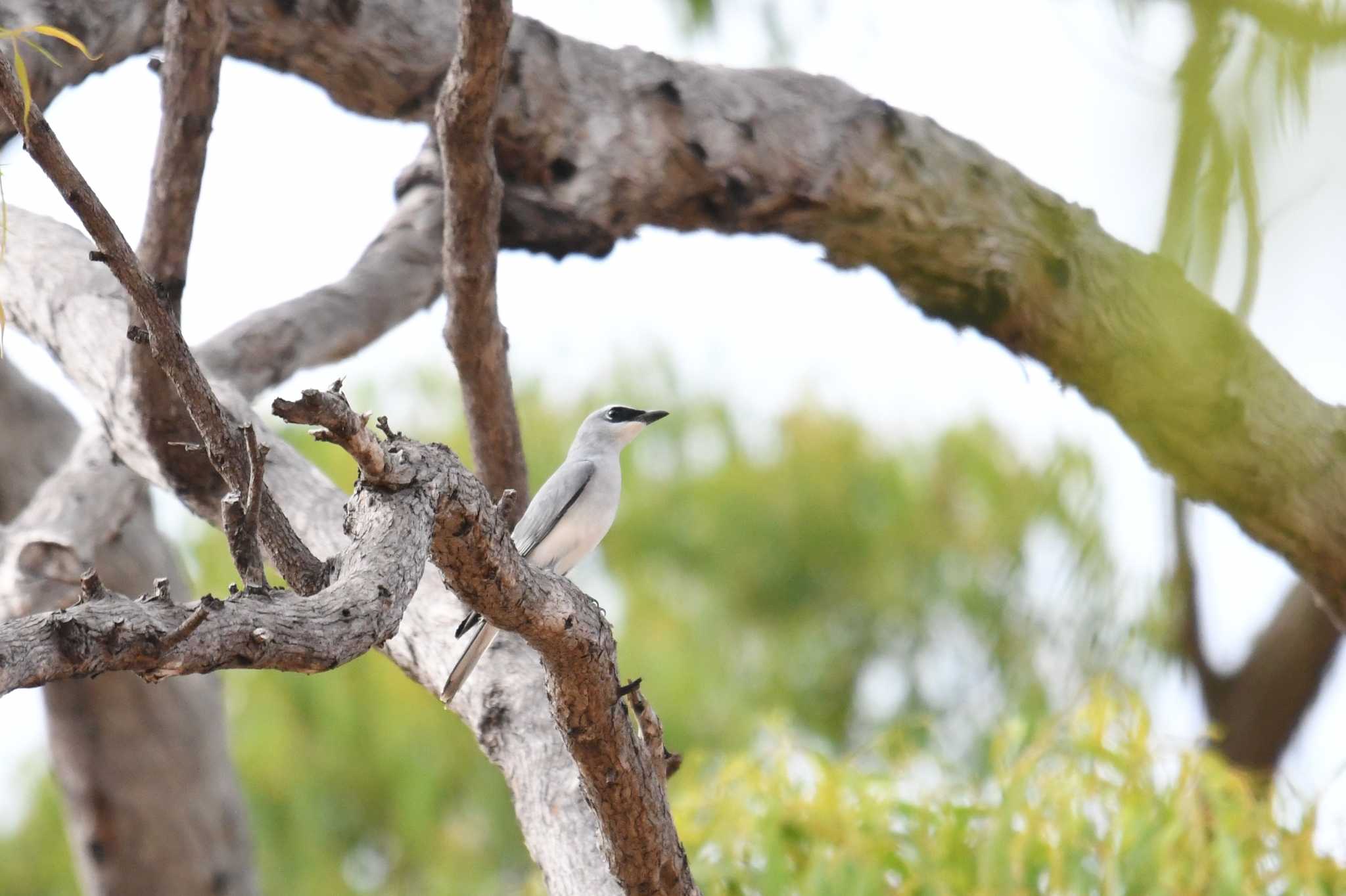 White-bellied Cuckooshrike