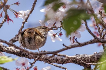 Japanese Bush Warbler 壺阪寺 Fri, 4/2/2021