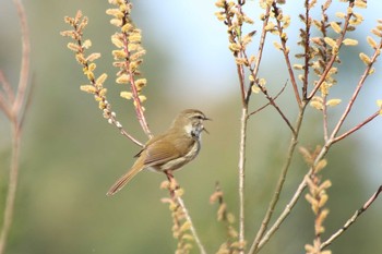 ウグイス 守谷野鳥のみち 2021年3月27日(土)