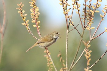 ウグイス 守谷野鳥のみち 2021年3月27日(土)