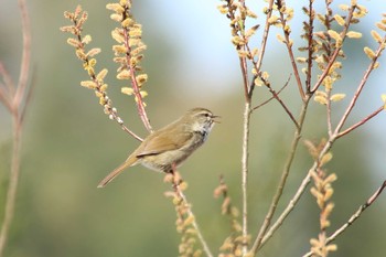 ウグイス 守谷野鳥のみち 2021年3月27日(土)