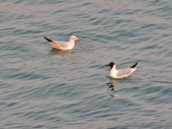 2021年3月16日(火) Tel Aviv, Israel の野鳥観察記録