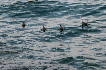 Red Phalarope 相模川河口 Sat, 4/7/2012