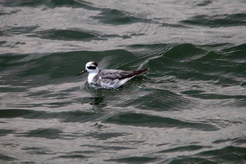 Red Phalarope 相模川河口 Sat, 4/7/2012