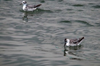 Red Phalarope 相模川河口 Sat, 4/7/2012