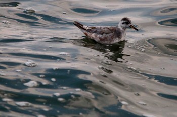 Red Phalarope 相模川河口 Sat, 4/7/2012