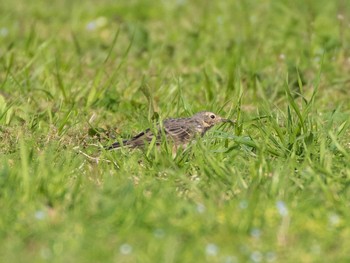 2021年3月27日(土) 秋ヶ瀬公園の野鳥観察記録