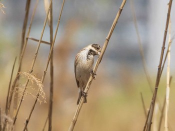 Common Reed Bunting 荒川生物生態園(東京都板橋区) Sat, 3/27/2021