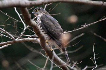 2017年1月29日(日) 栃木県　みかも山の野鳥観察記録