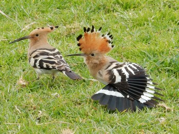 Wed, 3/3/2021 Birding report at Tel Aviv, Israel 