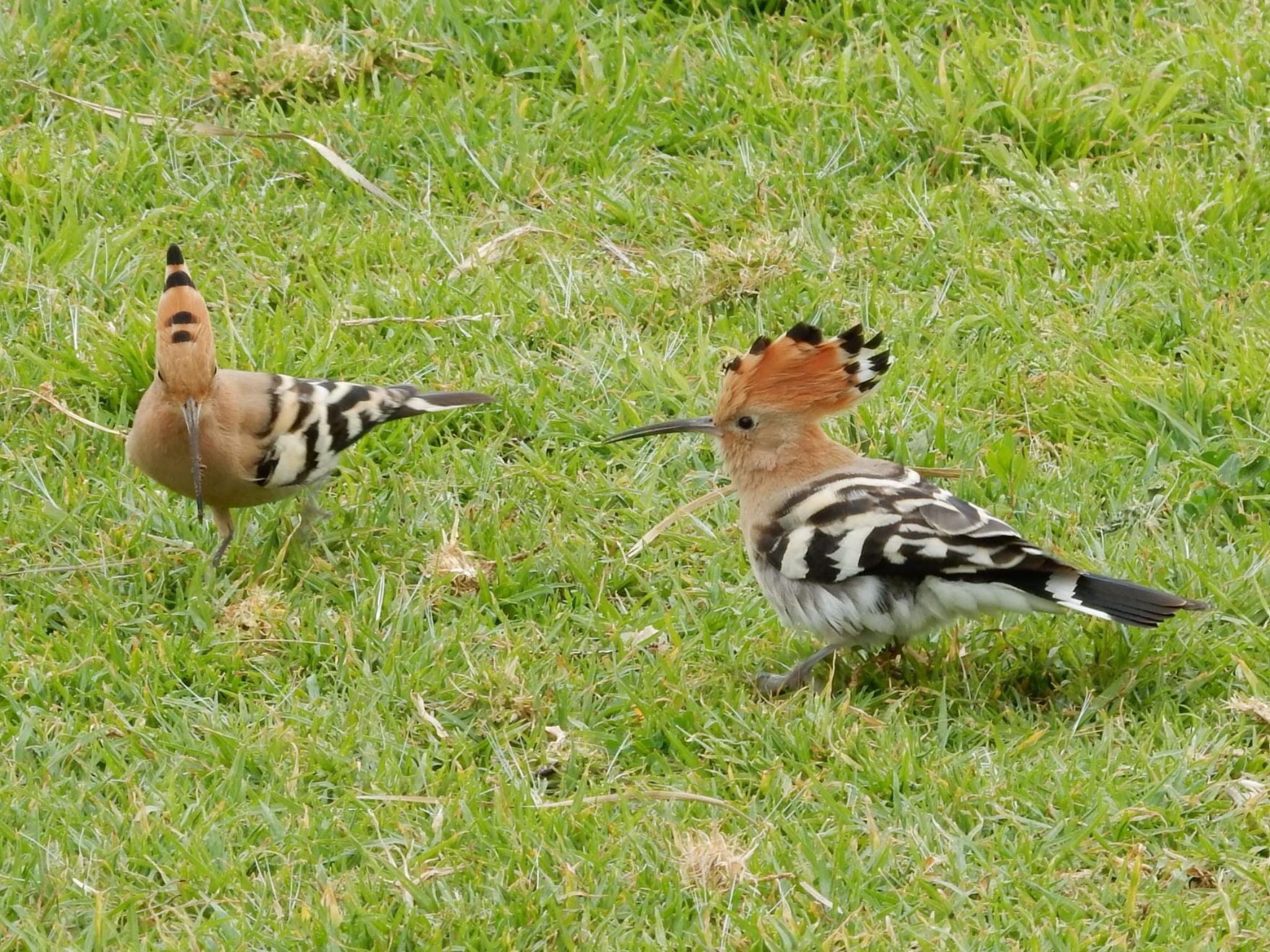 Eurasian Hoopoe