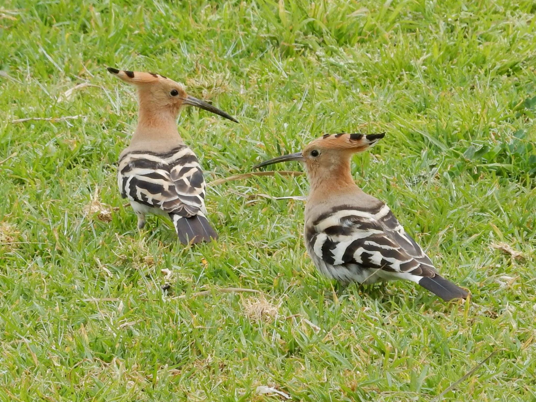 Eurasian Hoopoe