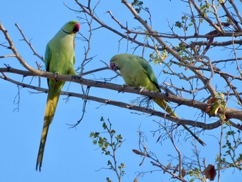 ホンセイインコ Tel Aviv, Israel  2021年3月19日(金)