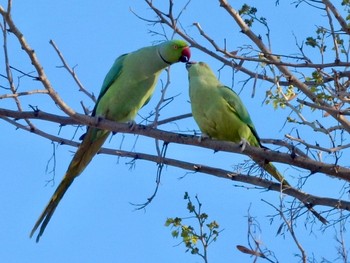 Fri, 3/19/2021 Birding report at Tel Aviv, Israel 