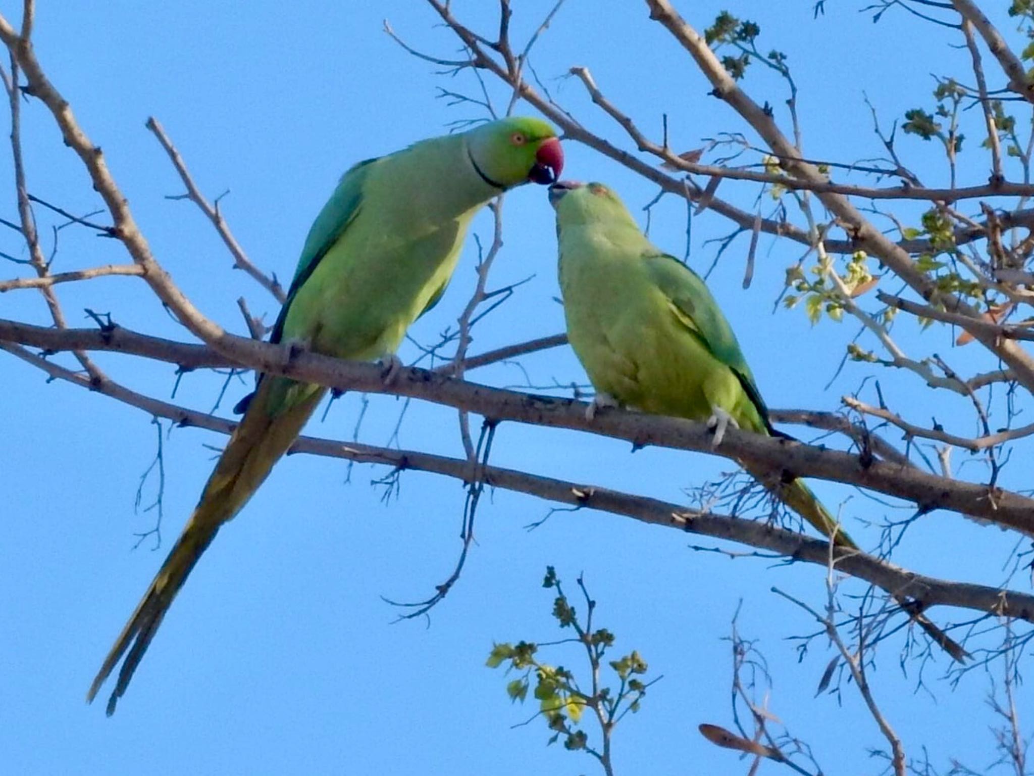 ホンセイインコ