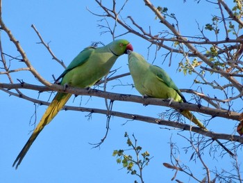 ホンセイインコ Tel Aviv, Israel  2021年3月19日(金)