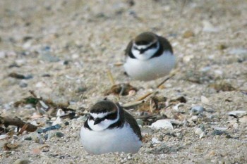 Kentish Plover Unknown Spots Thu, 4/1/2021