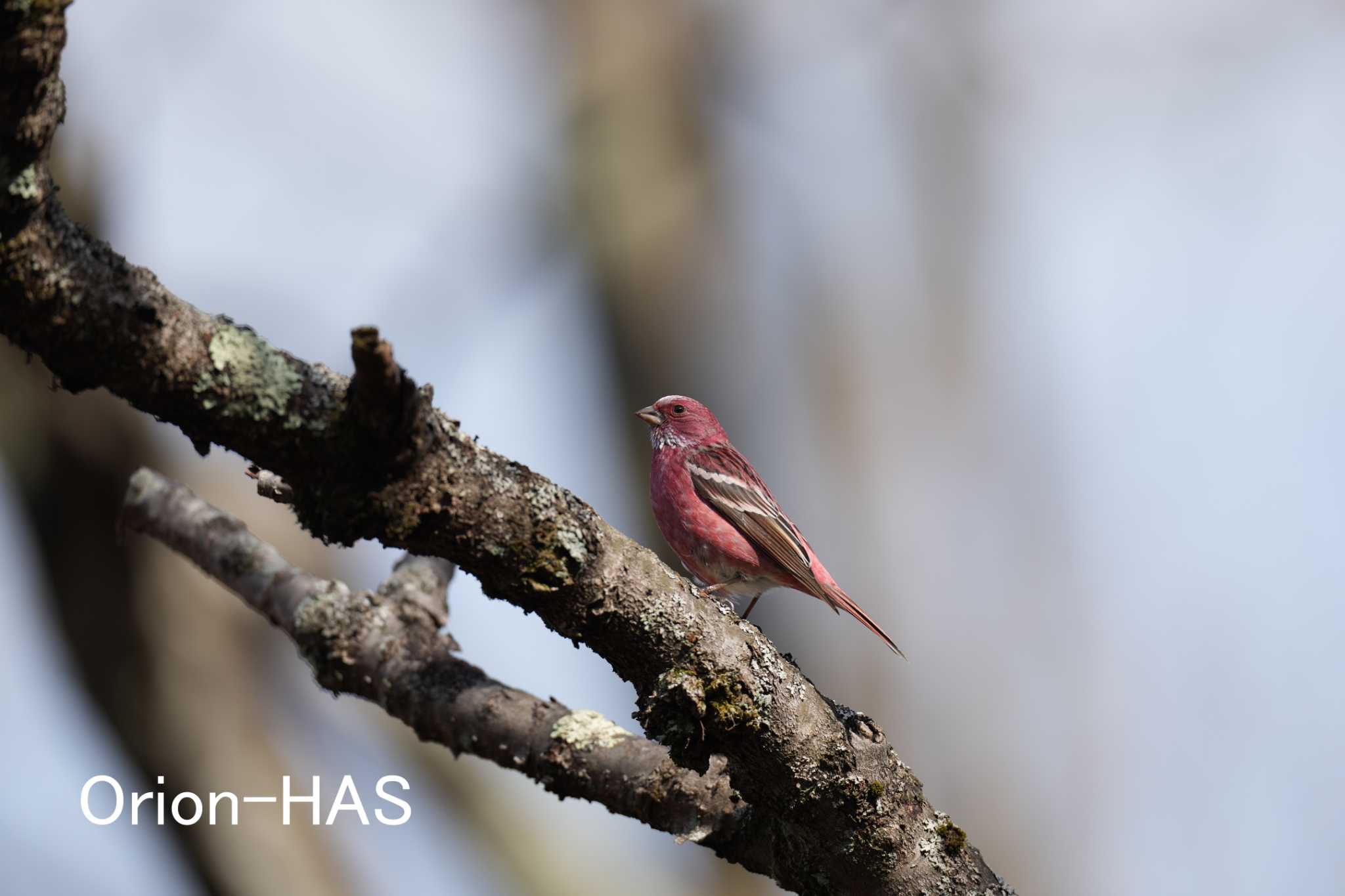 前の画像の元画角画像　SONY α１ +  FE 600mm F4 GM OSS　600mm　JPEG撮影 by Orion-HAS