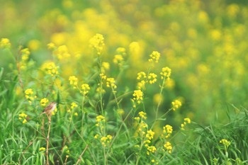 セッカ 多摩川 2021年4月1日(木)