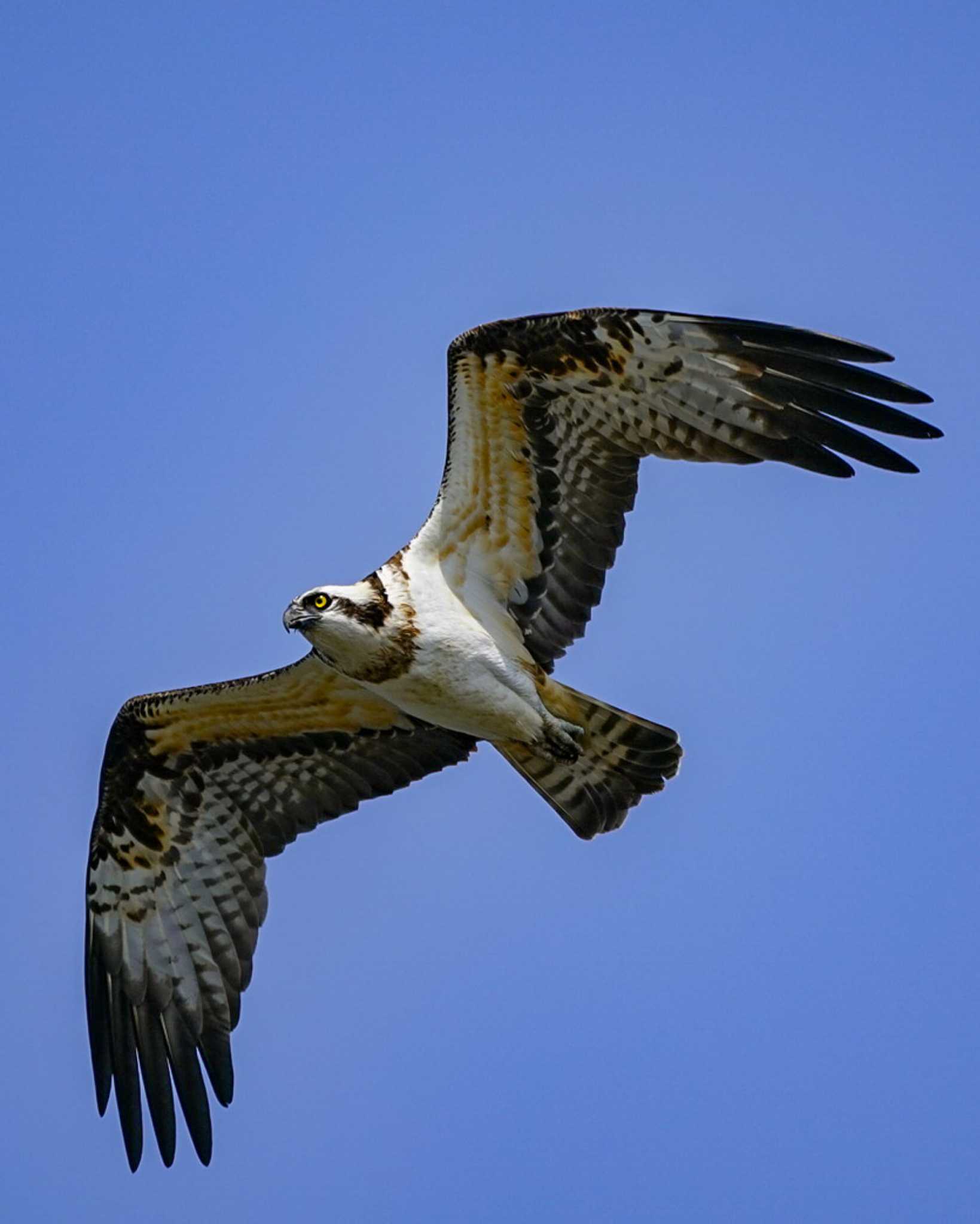 田鶴浜野鳥公園 ミサゴの写真 by ひげ@石川