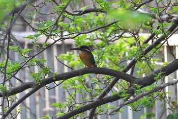 2021年4月3日(土) 長浜公園の野鳥観察記録