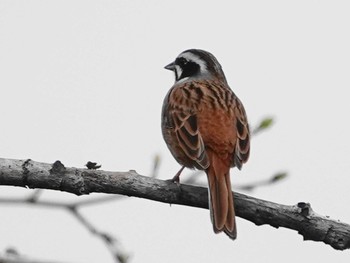 Meadow Bunting 埼玉 Fri, 4/2/2021