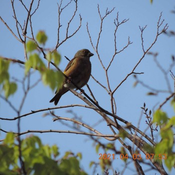 Grey-capped Greenfinch 晴海 Sat, 4/3/2021