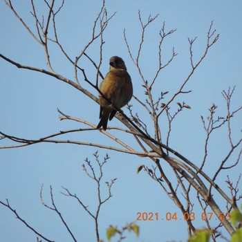 Grey-capped Greenfinch 晴海 Sat, 4/3/2021