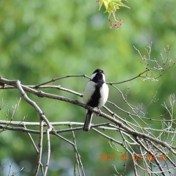 Japanese Tit Hibiya Park Sat, 4/3/2021