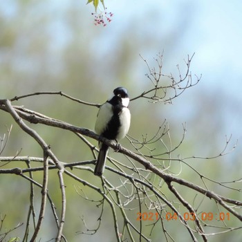 Japanese Tit Hibiya Park Sat, 4/3/2021