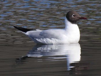 2021年4月3日(土) 隅田川の野鳥観察記録