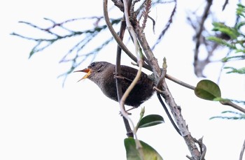 Eurasian Wren(mosukei) Unknown Spots Unknown Date