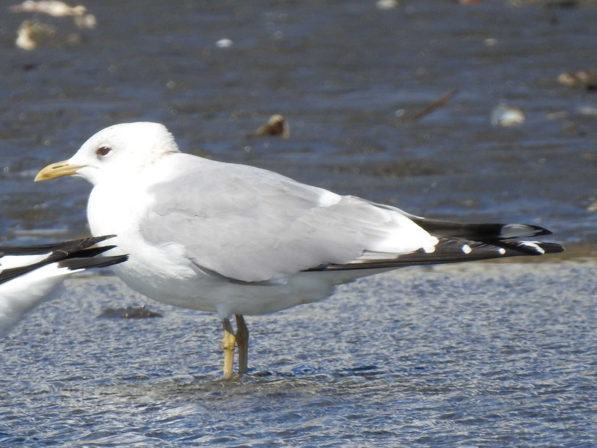 Common Gull