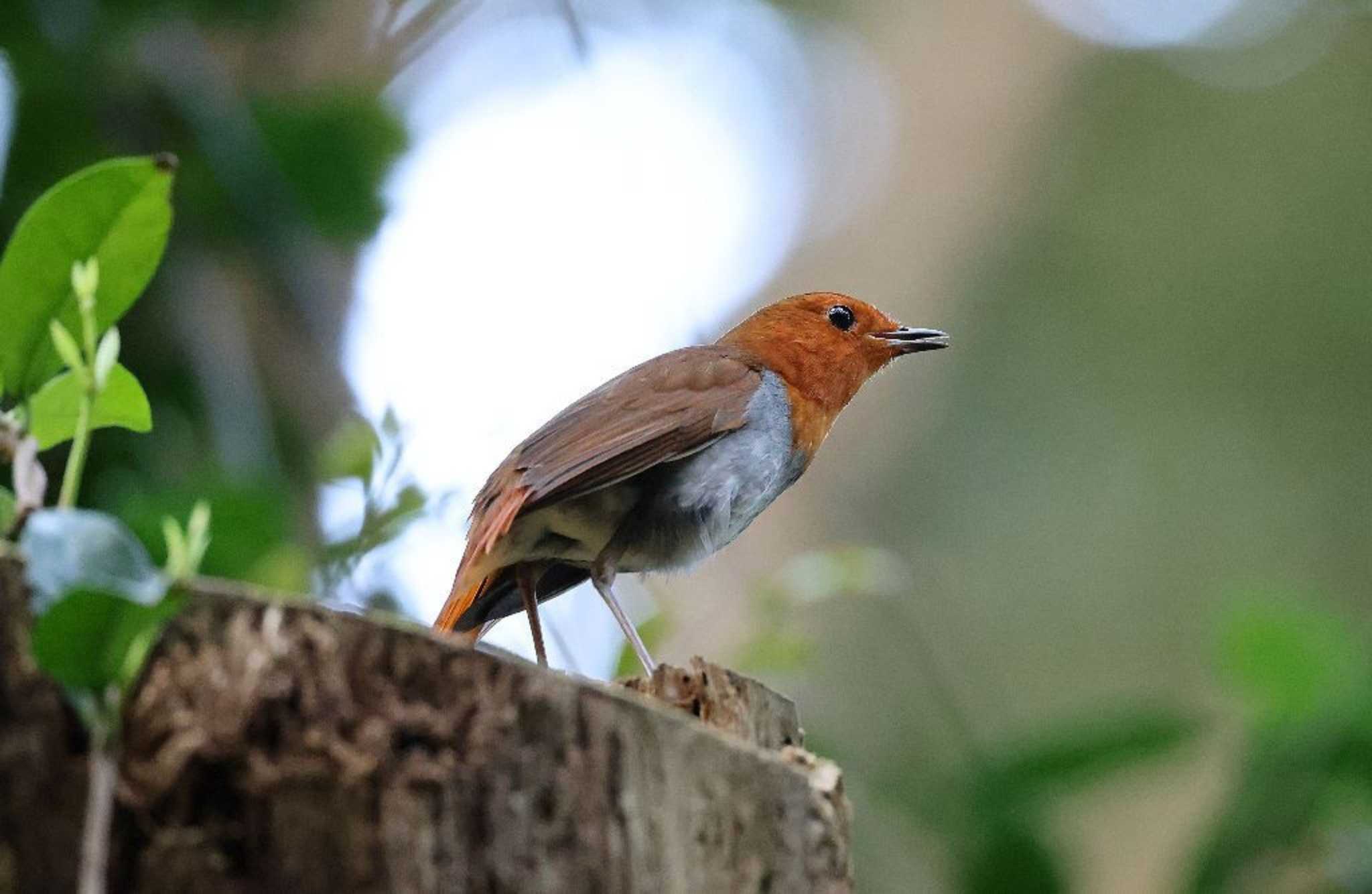 Photo of Izu Robin at  by Hokuto2000