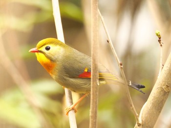 Red-billed Leiothrix 大阪府民の森むろいけ園地 Sat, 4/3/2021